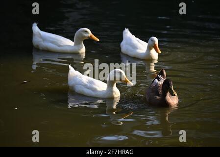 Drei weiße Enten und eine braune Ente schwimmen zusammen darin Ein Teich Stockfoto