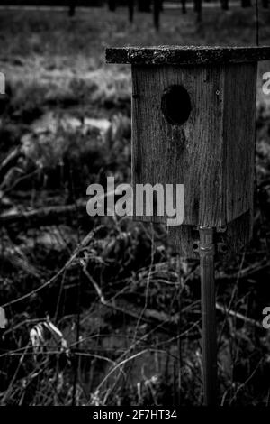 Frühling Schönheit in Schwarz und Weiß Stockfoto