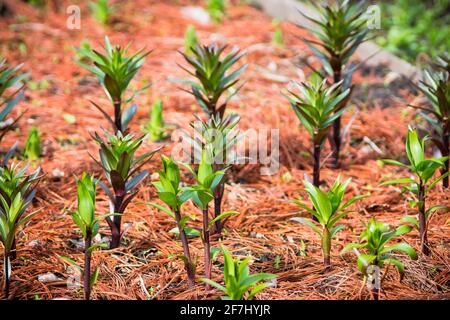 Lilienblumen wachsen im Garten. Geringe Schärfentiefe. Stockfoto