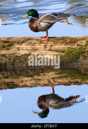 Männliche Mallard-Ente, die auf einem Baumstamm mit Spiegelung im See sitzt, Quebec, Kanada Stockfoto