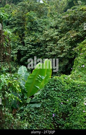 Japanische Banane mit riesigen Blättern zwischen grünen Bergen mit anderen Bäumen und Sträuchern, nahm sie auf dem Xiqiao Berg in Foshan, Guangdong, China. Stockfoto