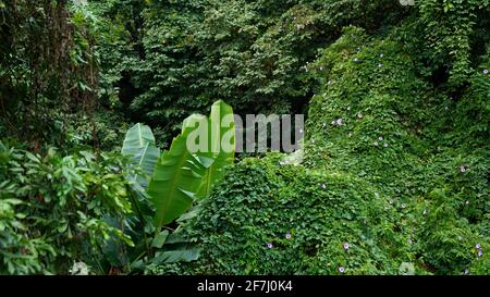 Japanische Banane mit riesigen Blättern zwischen grünen Bergen mit anderen Bäumen und Sträuchern, nahm sie auf dem Xiqiao Berg in Foshan, Guangdong, China. Stockfoto