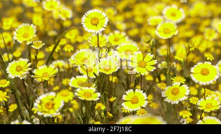 Coastal Tidytips in Bloom Stockfoto