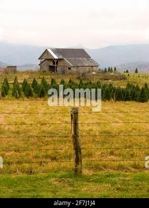 Eine Weihnachtsbaumfarm mit großer alter Holzscheune vor dem Appalachian Mountain Range in der Landschaft von Maine, USA. Stockfoto