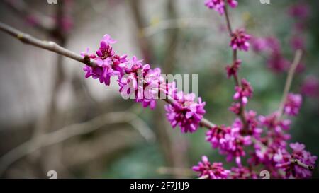 Cercis chinensis blüht auf Ästen. Stockfoto