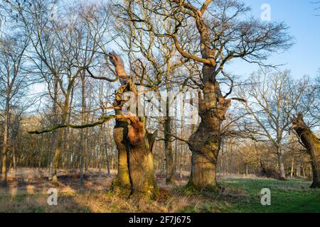 Alte Eichen am frühen Morgen. Schlosspark Blenheim. Woodstock, Oxfordshire, England Stockfoto
