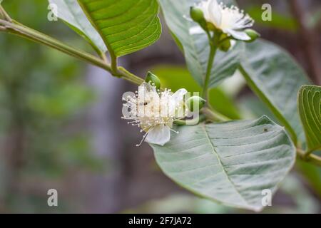 Blühende Guava blüht mit Knospen auf einem Ast Stockfoto