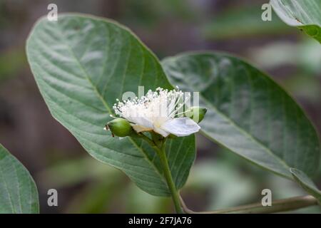 Vollständig blühte Guava-Blume aus der Nähe mit Knospen auf einem Verzweigung Stockfoto