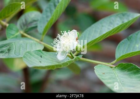 Guavazweig aus nächster Nähe mit blühenden Blüten und Knospen Stockfoto