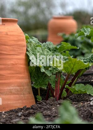 Terrakotta-Rhabarber zwingt Töpfe auf einem Gemüsegrundstück mit Rhabarber Pflanzen Stockfoto