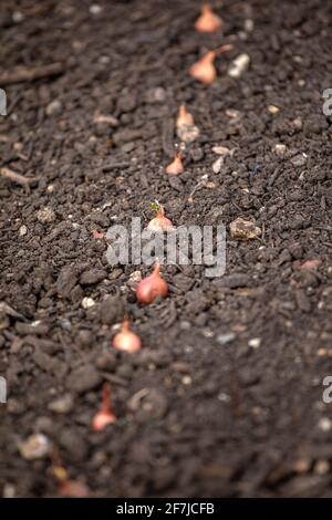 Nahaufnahme von Zwiebelsätzen, die in einer Reihe in einem gepflanzt wurden Gemüsegarten im Frühjahr Stockfoto