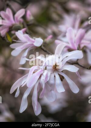 Nahaufnahme der Blumen von Magnolia × loebneri 'Leonard Messel' Im Frühjahr in Großbritannien Stockfoto