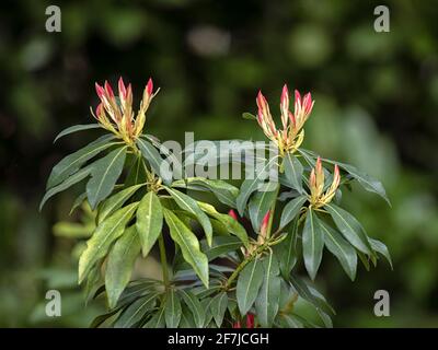 Bunte junge Blätter von Pieris 'Forest Flame' im Frühjahr In Großbritannien vor grünem Hintergrund Stockfoto