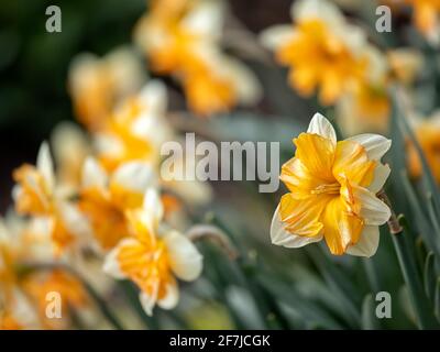 Nahaufnahme von Narcissus 'Centannees' vor dem Hintergrund der Gleiche Art im Frühjahr Stockfoto