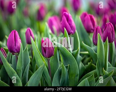 Bettwäscheausstattung von Tulpen, Tulipa 'Purple Prince' in Großbritannien Stockfoto