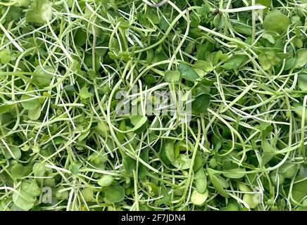 Microgreens Hintergrund als junge Triebe und frischen Garten Sprossen oder rohen Sprossen microgreen. Stockfoto