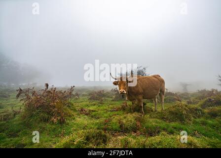 Kühe auf einem grasbewachsenen Feld an einem Nebelmorgen. Neblige Wiese grüne Landschaft Nebel Natur. Farm Feld Vieh Weide Gras Panorama Stockfoto