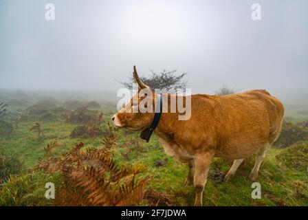 Kühe auf einem grasbewachsenen Feld an einem Nebelmorgen. Neblige Wiese grüne Landschaft Nebel Natur. Farm Feld Vieh Weide Gras Panorama Stockfoto