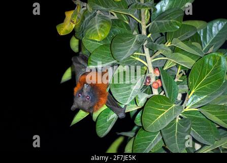 Der indische Flugfuchs, auch bekannt als die größere indische Fruchtfledermaus, ist eine Art fliegender Fuchs, der auf dem indischen Subkontinent gefunden wird. Stockfoto