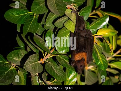 Der indische Flugfuchs, auch bekannt als die größere indische Fruchtfledermaus, ist eine Art fliegender Fuchs, der auf dem indischen Subkontinent gefunden wird. Stockfoto