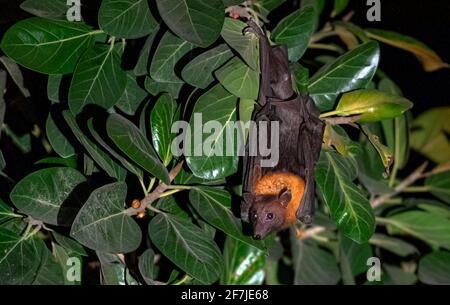 Der indische Flugfuchs, auch bekannt als die größere indische Fruchtfledermaus, ist eine Art fliegender Fuchs, der auf dem indischen Subkontinent gefunden wird. Stockfoto