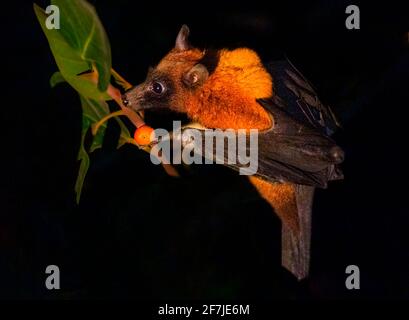 Der indische Flugfuchs, auch bekannt als die größere indische Fruchtfledermaus, ist eine Art fliegender Fuchs, der auf dem indischen Subkontinent gefunden wird.