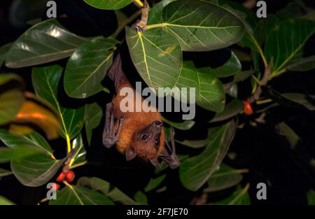 Der indische Flugfuchs, auch bekannt als die größere indische Fruchtfledermaus, ist eine Art fliegender Fuchs, der auf dem indischen Subkontinent gefunden wird. Stockfoto