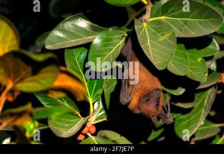 Der indische Flugfuchs, auch bekannt als die größere indische Fruchtfledermaus, ist eine Art fliegender Fuchs, der auf dem indischen Subkontinent gefunden wird. Stockfoto
