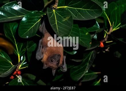 Der indische Flugfuchs, auch bekannt als die größere indische Fruchtfledermaus, ist eine Art fliegender Fuchs, der auf dem indischen Subkontinent gefunden wird. Stockfoto