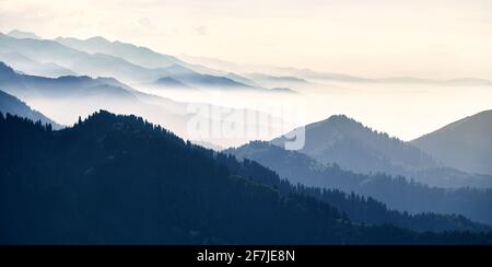 Schöne Panoramalandschaft mit Bergwald mit schönen Fichten bei Nebel bei Cyan-Ton in Almaty, Kasachstan Stockfoto
