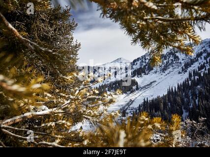 Schöne Landschaft des Berggipfels mit Schnee eingerahmt von Fichte in Almaty, Kasachstan. Outdoor- und Wanderkonzept Stockfoto