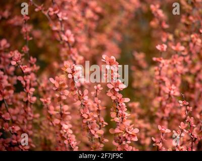 Zweige des Strauches Berberis thunbergii 'Orange Rocket' im Frühjahr in Großbritannien Stockfoto