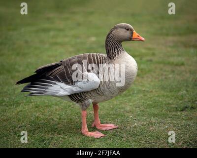 Graugans (Anser anser). Seitenansicht eines einzelnen Vogels auf Gras Stockfoto