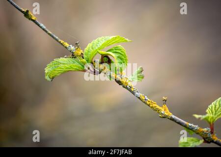 Neues Blattwachstum von Viburnum plicatum 'Grandiflorum' auf einem alten Im Frühjahr verzweigen Stockfoto