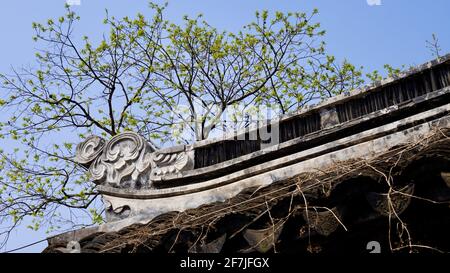 Ecke des alten Hauses mit vielen Ästen im traditionellen Garten von Suzhou bedeckt. Stockfoto