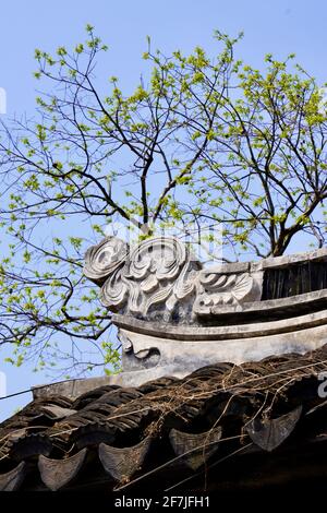 Ecke des alten Hauses mit vielen Ästen im traditionellen Garten von Suzhou bedeckt. Stockfoto