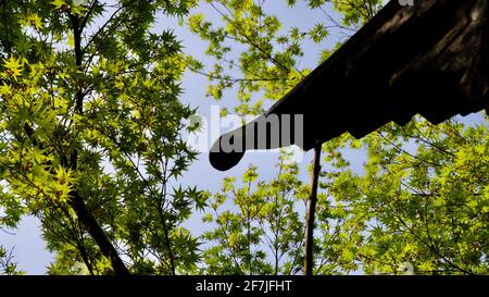 Ecke des alten Hauses mit grünen Ästen und blauem Himmel darüber. Stockfoto