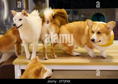 Eine Gruppe von Hunden, die stehen und spielen, einer von ihnen sieht schockiert aus. Stockfoto
