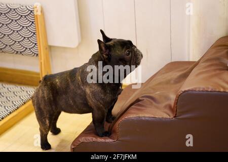 Eine kleine schwarze Bulldogge, die auf einer Treppe steht und oben beobachtet. Stockfoto