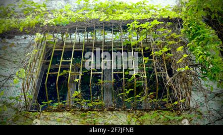 Auf einem alten Haus mit Stahlfenster wachsen viele Geen-Reben. Stockfoto