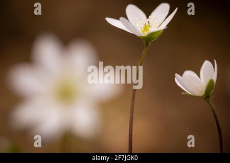 Drei (3) häufige Leberblümchen, Leberblümchen, Kidneywürze oder Pennywürze. Anemon hepatica (syn. Hepatica nobilis). Pyrenäen, El Ripollès, Katalonien, Spanien. Stockfoto