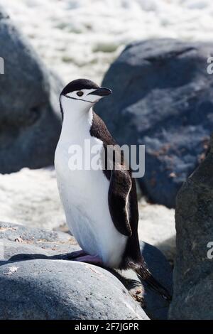 Ein einziges Porträt des antarktischen Kinnriemen-Pinguins im Stehen. Vertikales Foto. Stockfoto