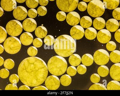 Gelbe Farbblasen auf schwarzem Hintergrund Stockfoto
