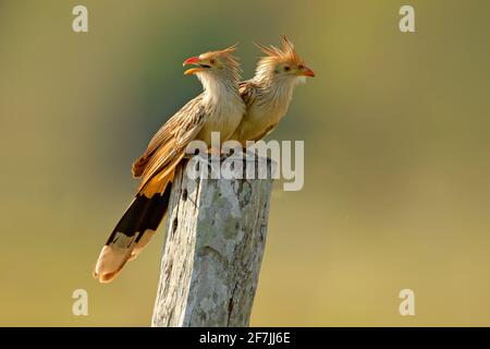 Guira Kuckuckspaar, Guira guira, in Naturlebensraum, Vögel sitzen auf Barsch, Mato Grosso, Pantanal, Brasilien. Kuckuck aus Brasilien. Heißer Sommer in der Natur. Stockfoto