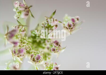 Makrofotografie einer kleinen violetten und rosa Blume, mit einigen der Blüten im Fokus und andere außerhalb des Fokus im Hintergrund. Stockfoto