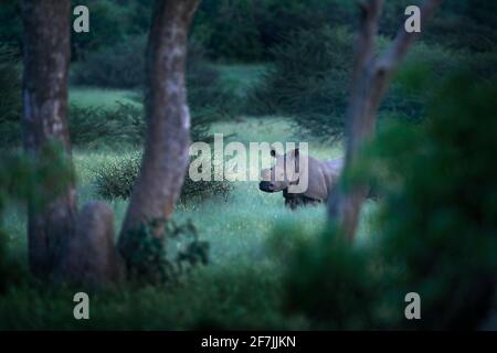 Rhino in Waldlebensraum. Weißes Nashorn, Ceratotherium simum, mit geschnittenen Hörnern, im Naturlebensraum, Okavango Delta, Botswana. Afrika. Tierarten-Scen Stockfoto