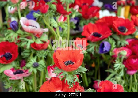 Anemone coronaria, Mohn-Anemone, spanische Ringelblume oder Windblume. Blühende wild frisch bunt blühende mehrjährige mediterrane Pflanzen. Nahaufnahme Stockfoto