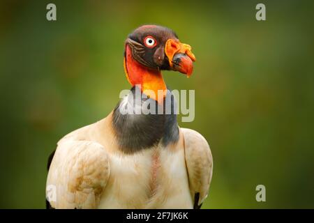 Königsgeier, Costa Rica, großer Vogel in Südamerika gefunden. Fliegender Vogel, Wald im Hintergrund. Wildlife-Szene aus tropischer Natur. Rotkopfvögel. Stockfoto