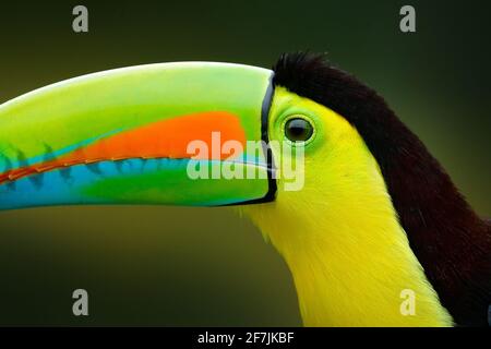 Nahaufnahme Detail Porträt von Tukan. Schöner Vogel mit großem Schnabel. Chesnut-mandibled sitzt auf dem Ast in tropischem Regen mit grünem Dschungel in Backgr Stockfoto