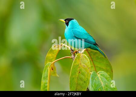 Grüner Honigkräher, Chlorophanes Spiza, exotischer tropischer Malachit-grüner und blauer Vogel aus Costa Rica. Tanager aus tropischem Wald. Stockfoto